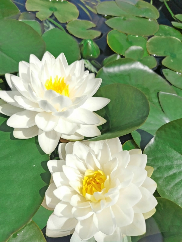 Seerose - Nymphaea Gonnere